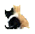 L'avatar di  gattinonero 