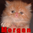 L'avatar di  Morgan 